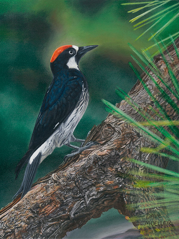 Acorn Woodpecker