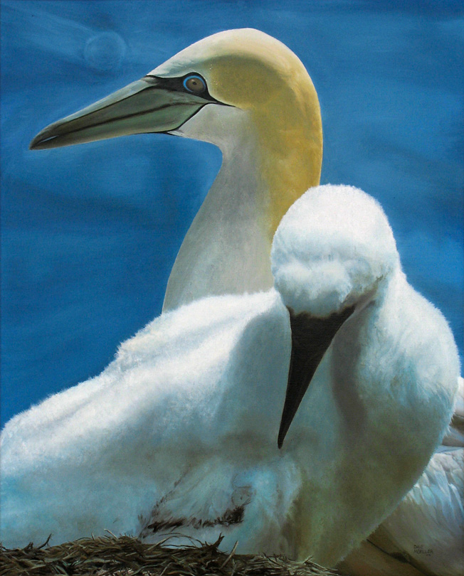 Gannets