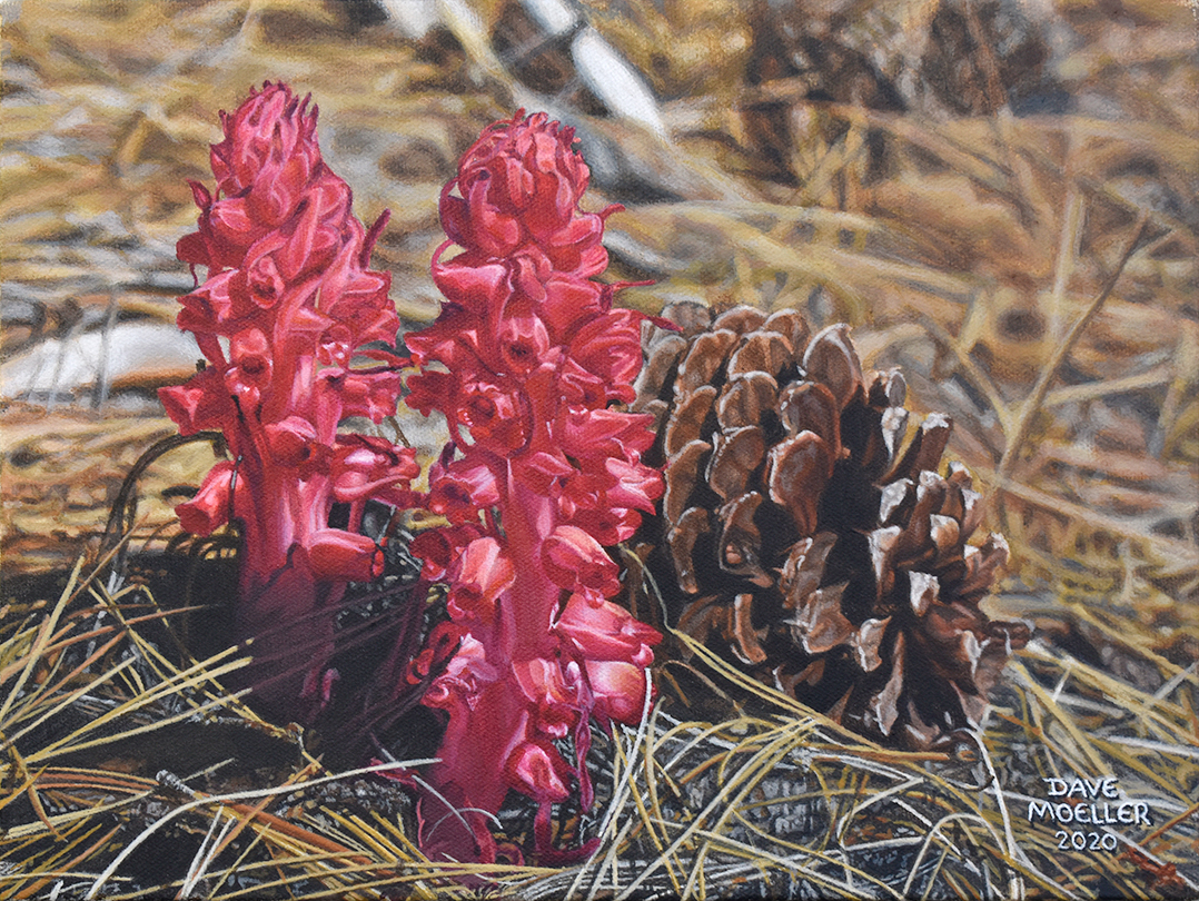 Snow Flowers