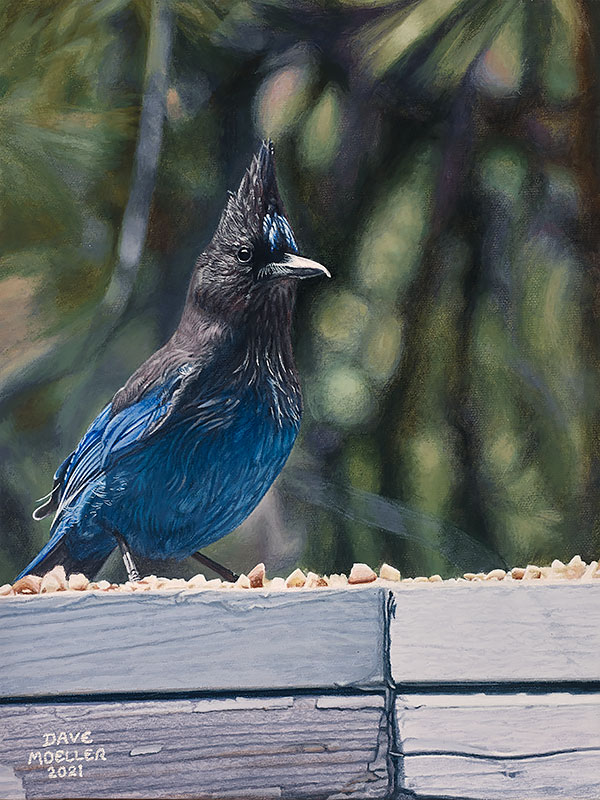 Stellar Jay