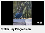 Stellar Jay Time Lapse Painting Progression